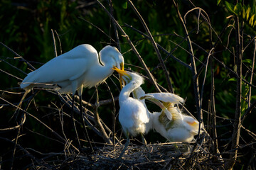 Great Egret (Ardea alba) feeding chicks in nest, backlit at sunset, Wakodahatchee wetland, Florida, United States.
