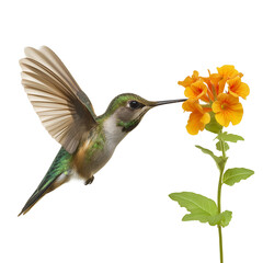 Hummingbird feeding on orange flower nature wildlife bird photography on transparent background