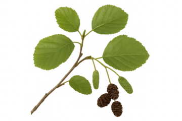 Green alder tree branch with leaves and cones isolated on transparent background, perfect for your nature-themed projects