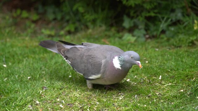 wood pigeon in the garden