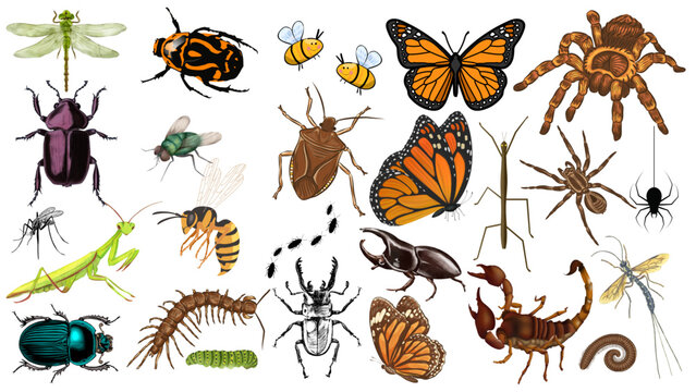 Illustration showcasing a diverse collection of insects spiders and other arthropods on white background