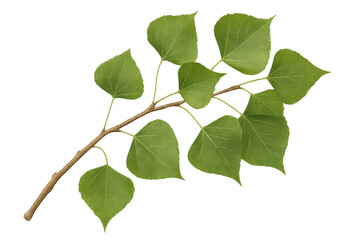 Naklejka premium Poplar branch with vibrant green leaves isolated on a transparent background, perfect for nature-themed designs