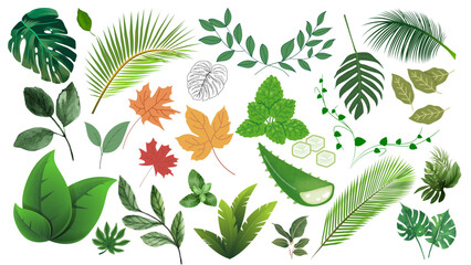 Illustration showing various types of leaves including maple, palm, mint and aloe vera plants © Decent Discoveries