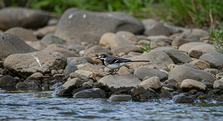 Obraz premium Wagtail on Rock by Flowing River PNG