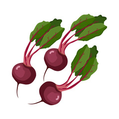 beetroot icon on white background, vector illustration