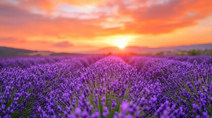 Naklejka premium Serene Lavender Field at Dusk with Violet Blooms