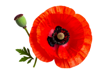 Top View of Red Poppy Bloom with Green Bud and Leaf Shadow, Transparent PNG