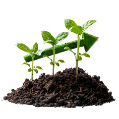 Growing Plants Upward Arrow Growth Concept