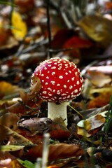 mushrooms in the autumn forest 