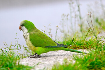Monk parakeet sitting on the roadside // Mönchssittich (Myiopsitta monachus)