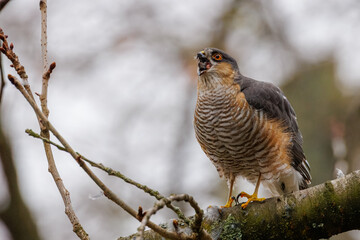 Sparrowhawk with open beak pose on tree branch – dramatic Mo
