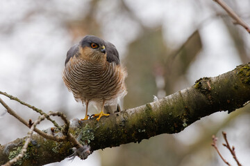 Sparrowhawk with prey on a branch – side view