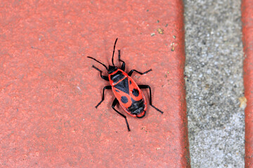 Gemeine Feuerwanze, Pyrrhocoris apterus