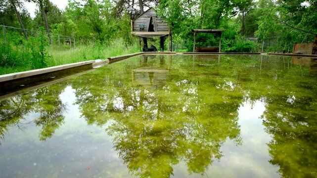 Slowly rising and moving backward camera showing dirty green water in melted home made back yard ice rink left as water reservoir for vegetable plants and occupied by frogs - tree house in the backgro