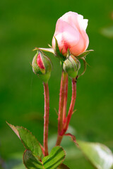 Eine prächtige Rosen mit Blüte und Knospen