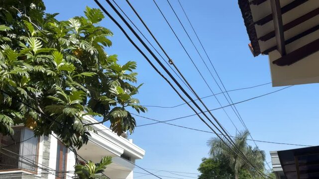 A calm and sunny day in a residential neighborhood. Low-angle wide shot of a green breadfruit tree against a clear blue sky with electrical power lines. Tranquil suburban life in a tropical country.