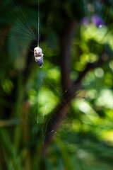 Bee wrapped in spider web