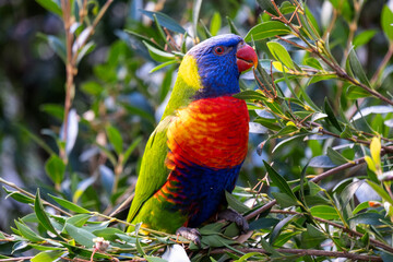 Rainbow Lorikeet in Leafy Branches
