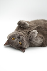 cat on a white background. cat on a white background