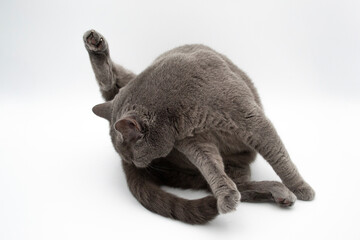 British Shorthair cat on a white background. Licking its paw