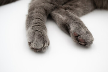 gray cat lying on the floor. cat's hind legs. cat on white background