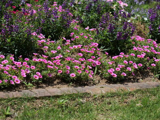 公園の花壇に咲いている花