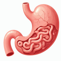 illustration of human stomaach