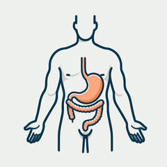 illustration of human stomaach