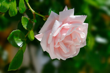 Eine Blüte einer zartrosa Heckenrose