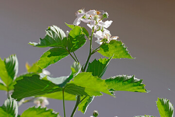 Ein Brombeerzweig mit Blüten