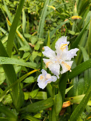 シャガ Fringed iris (Iris japonica)
