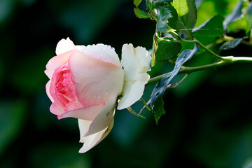 Eine prächtige Blüte einer englischen Rose nach dem Regen
