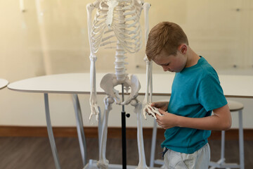 Male child examining skeleton hand bones in science classroom with skeleton model, copy space