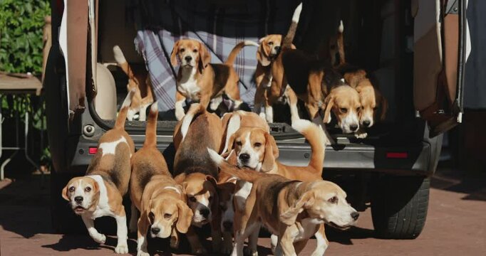 Beagle dogs excitedly exiting the trunk of a car, running and barking joyfully during a hunting day, embodying the spirit of adventure and camaraderie in the great outdoors