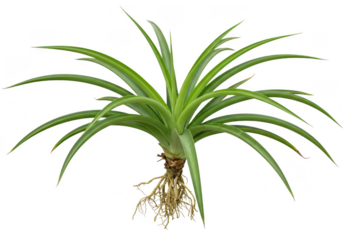 Isolated tillandsia plant air plant bromeliad with roots on white on transparent background
