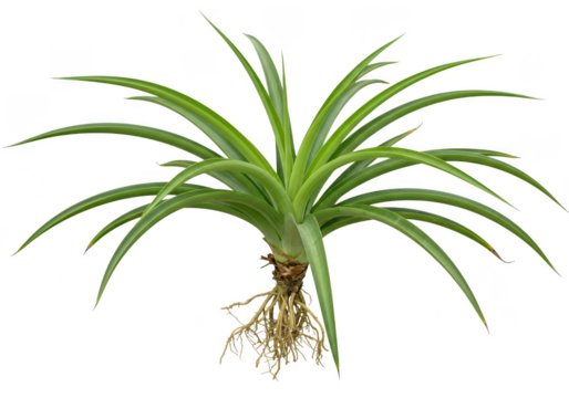 Isolated tillandsia plant air plant bromeliad with roots on white on transparent background