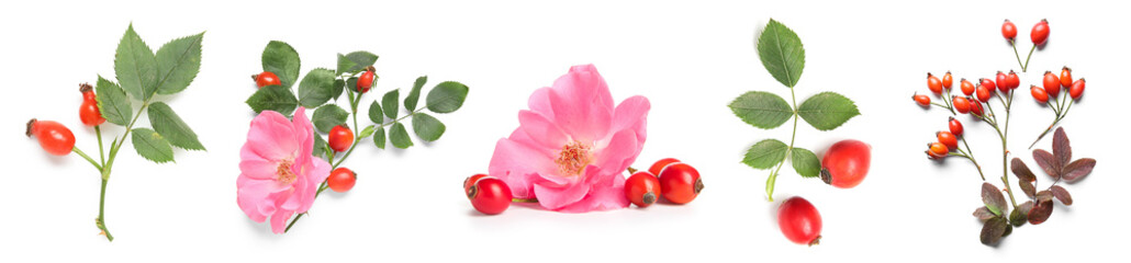 Set of rose hip berries and flowers on white background