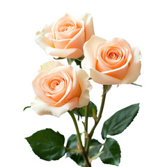 Three peach roses bouquet isolated on transparent background