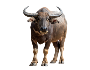 thai buffalo, front view isolated on transparent background
