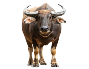 thai buffalo, front view isolated on transparent background