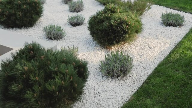 View of a minimalist garden landscape next to a house, with white stones, lush coniferous shrubs and vegetation. Garden design, front yard.