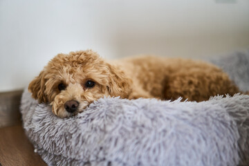 A delightful and adorable maltipoo dog is peacefully relaxing and enjoying its time on a soft pet bed at home