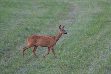 Roe Deer Doe (Capreolus capreolus) Standing in Field – Peaceful Wildlife Scene