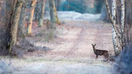 Roe deer doe in the lookout in a forest alley at daybreak. Capreolus capreolus, Sologne, Loiret 45, région Centre Val de Loire, France, European Union, Europe © Nature Emotion
