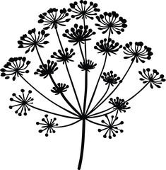 Dill Flowers