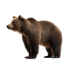 Fototapeta premium Adorable Brown Bear Nature's Majestic Predator and Forest Resident on isolated background, generative ai