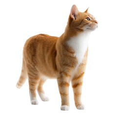 Adorable Ginger Cat Elegant and Playful Feline on isolated background, generative ai