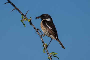 European Stonechat (Saxicola rubicola) Perched on Branch in Natural Habitat