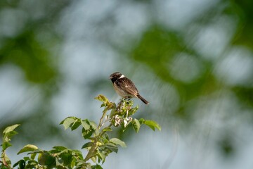 Fototapeta premium European Stonechat (Saxicola rubicola) Perched in Natural Habitat