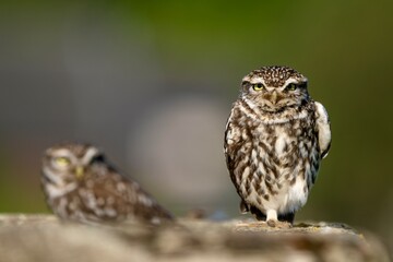 Little Owl Pair (Athene noctua) Together in Natural Habitat